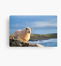 Donegal Sheep Canvas Print
