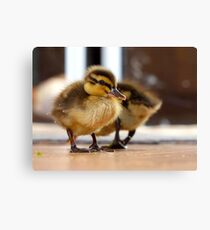 Boy... I Think I Ate Far Too Much... - Ducklings - NZ Canvas Print