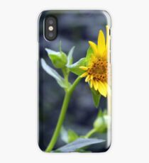 Beautiful sunny yellow flower macro. iPhone Case/Skin