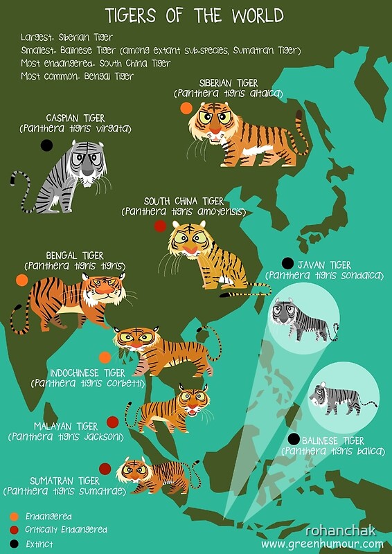 "Tigers of the World" by rohanchak | Redbubble