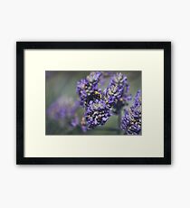 Bumble Framed Print