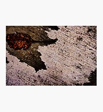 Fallen Photographic Print