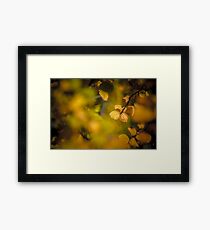 Fagus Display - Cradle Mountain, Tasmania Framed Print