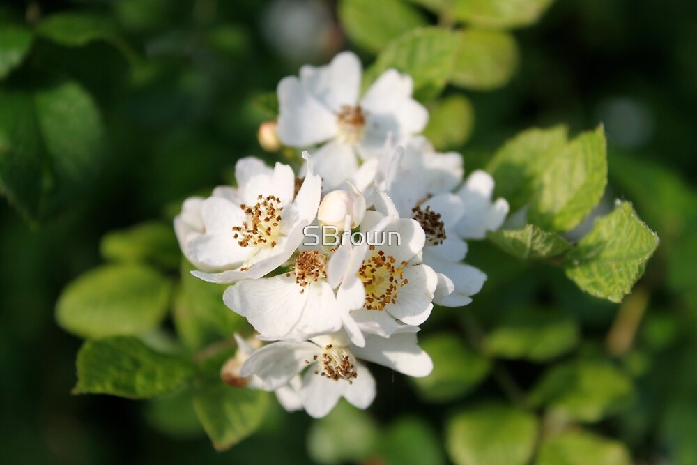 "White Cluster of Flowers" by SBrown Redbubble