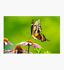 Black Swallowtail Butterfly Photographic Print