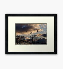 Geese Coming Home Framed Print