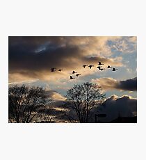 Geese Coming Home Photographic Print