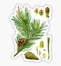 pine Sticker