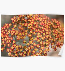 Flowers Tiny Tiny Poster