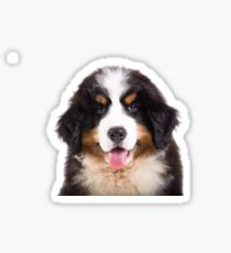 bernese mountain dog puppy Sticker