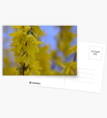 Yellow flowers near the Talvera River, Bolzano/Bozen, Italy Postcards