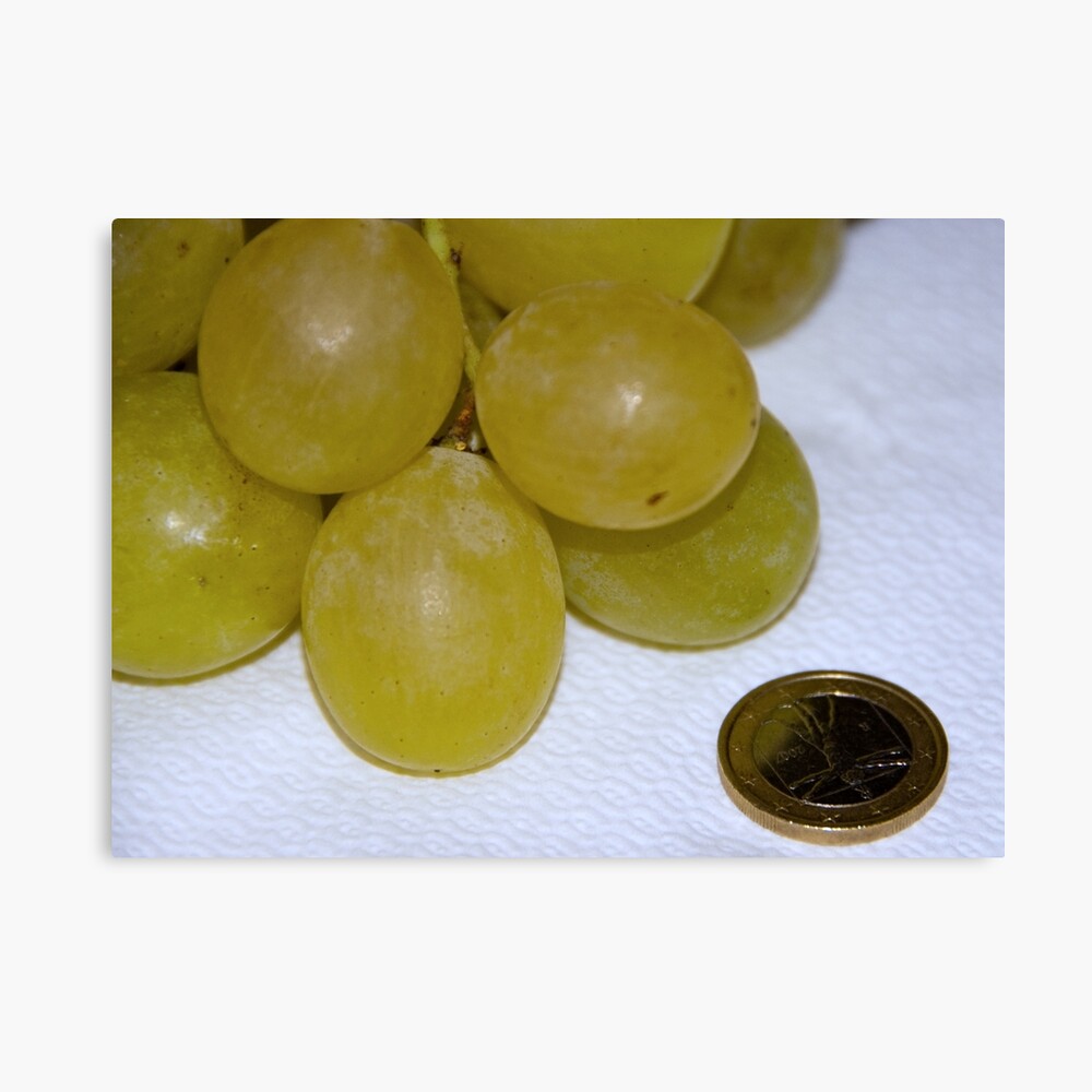 Monster Moscato grapes, Bolzano/Bozen, Italy Canvas Print