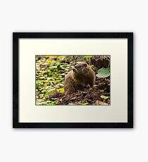 Woodchuck Framed Print
