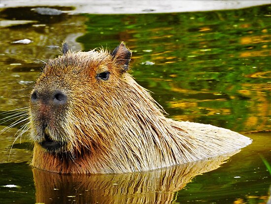 The Rise Of Capybara Poster Aesthetic Image