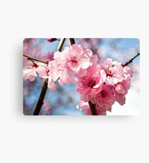 Sakura Canvas Print