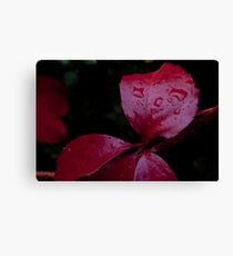 Red Leaf Raindrops, Bolzano/Bozen, Italy Canvas Print