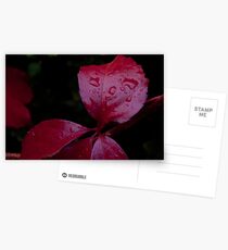 Red Leaf Raindrops, Bolzano/Bozen, Italy Postcards