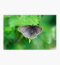 Ringlet Photographic Print