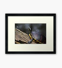 Penny II Framed Print