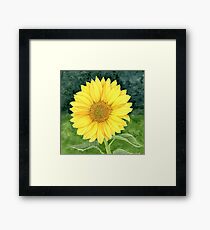 Sunflower Framed Print