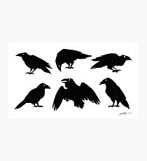 Bird Brains Photographic Print