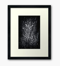 Barley Framed Print