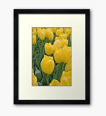 Yellow Tulips Framed Print