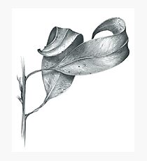 Gum Leaf Symphony Photographic Print
