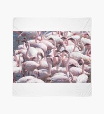 Walvis Bay Namibia Flamingo's (Phoenicopteridae) Scarf