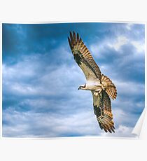 Osprey with Fish Poster