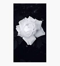 Black and White Rose Photographic Print