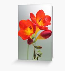 Fragrant Freesia.. Greeting Card