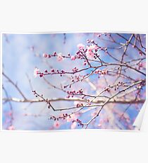 Pink blossom, blue sky Poster