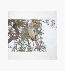 Southern Yellow Billed Hornbill (Tockus leucomelas), near Okonjima Scarf