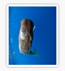 Sperm Whale 'Little Stewie' Sticker
