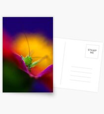 Peek a Boo Postcards