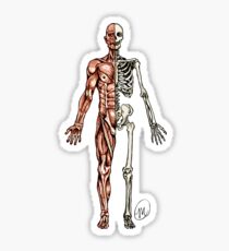 Half Muscle - Half Skeleton Sticker