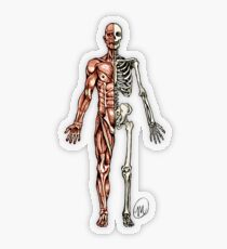 Half Muscle - Half Skeleton Transparent Sticker
