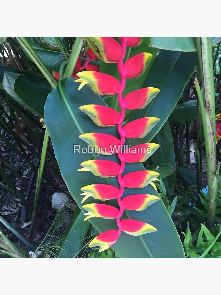 "Heliconia Lobster Claw Plant" Canvas Print by ecoeye Redbubble