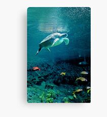 Green Sea Turtle Canvas Print