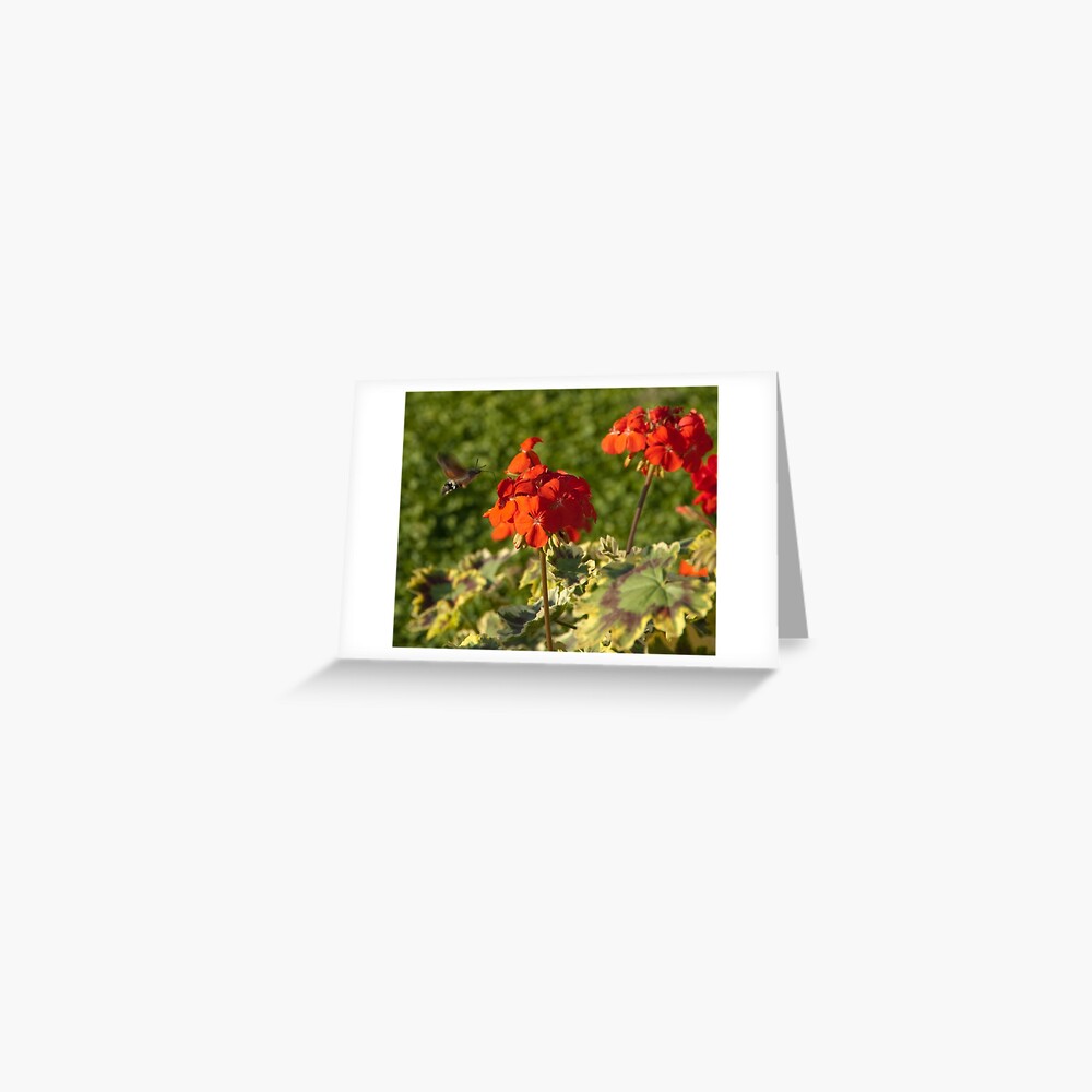 Hummingbird Hawk Moth, Piazza Walther Garden, Bolzano/Bozen, Italy Greeting Card