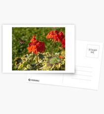 Hummingbird Hawk Moth, Piazza Walther Garden, Bolzano/Bozen, Italy Postcards