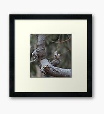 "Old Man's Profile", Bolzano/Bozen, Italy Framed Print