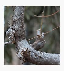 "Old Man's Profile", Bolzano/Bozen, Italy Photographic Print