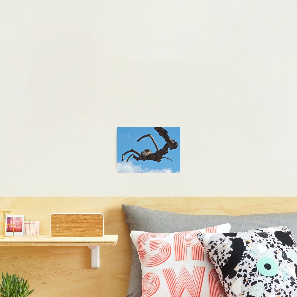 "Spider", Bolzano/Bozen, Italy Photographic Print