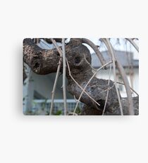Animal Head in Tree Branch, Bolzano/Bozen, Italy Metal Print
