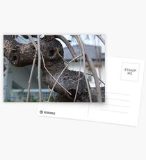 Animal Head in Tree Branch, Bolzano/Bozen, Italy Postcards