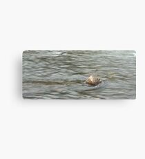 Heading Upstream, Talvera River, Bolzano/Bozen, Italy Metal Print