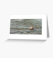 Heading Upstream, Talvera River, Bolzano/Bozen, Italy Greeting Card