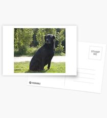 Black Dog, near Talvera River, Bolzano/Bozen, Italy Postcards